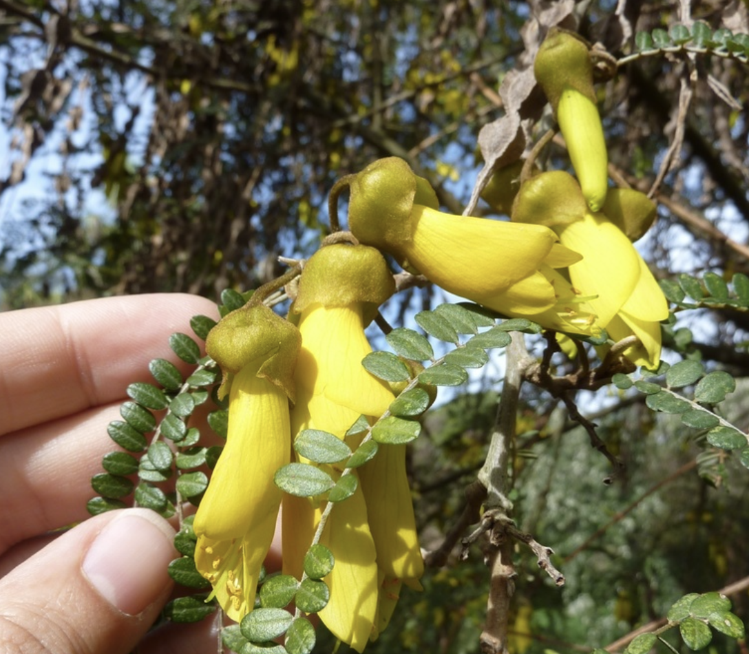 Screenshot 2023-06-23 at 16.26.02