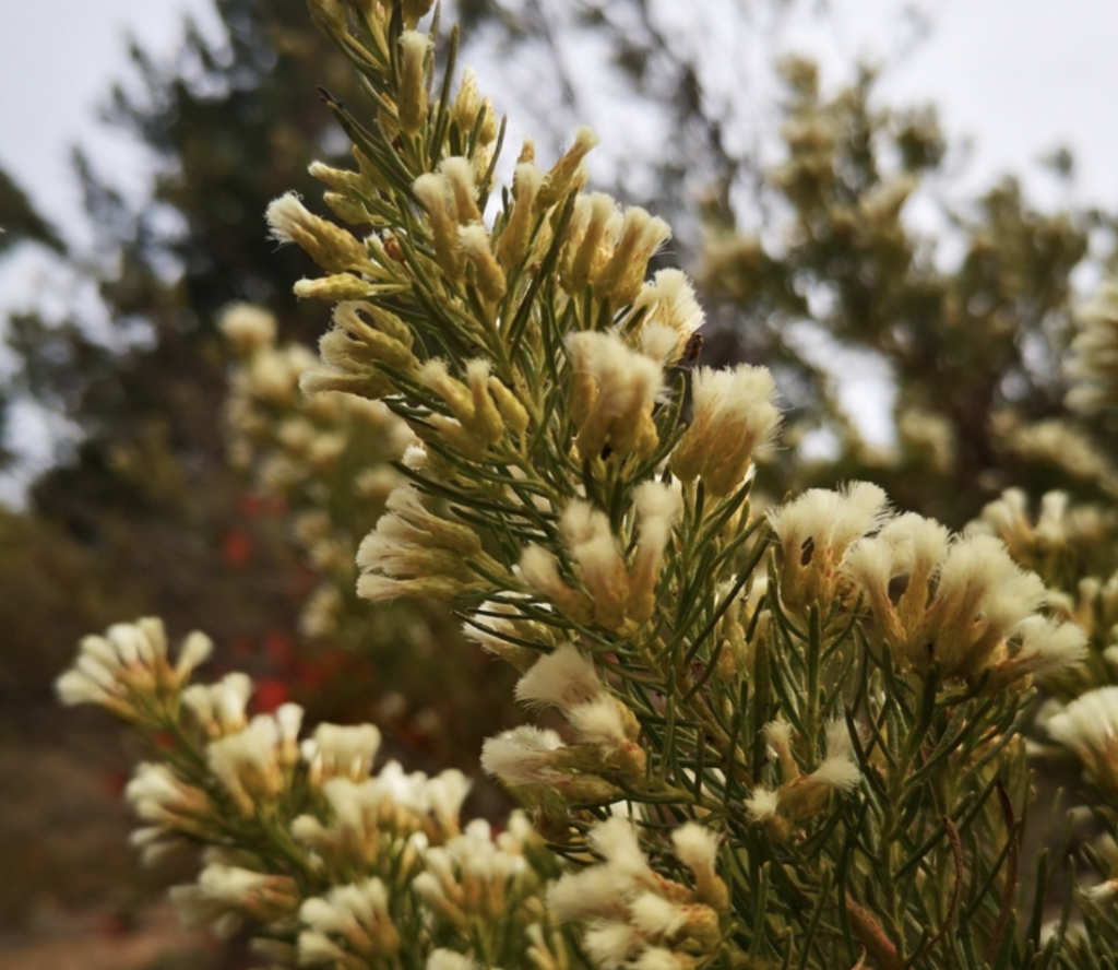 Romerillo – Vivero Ecores