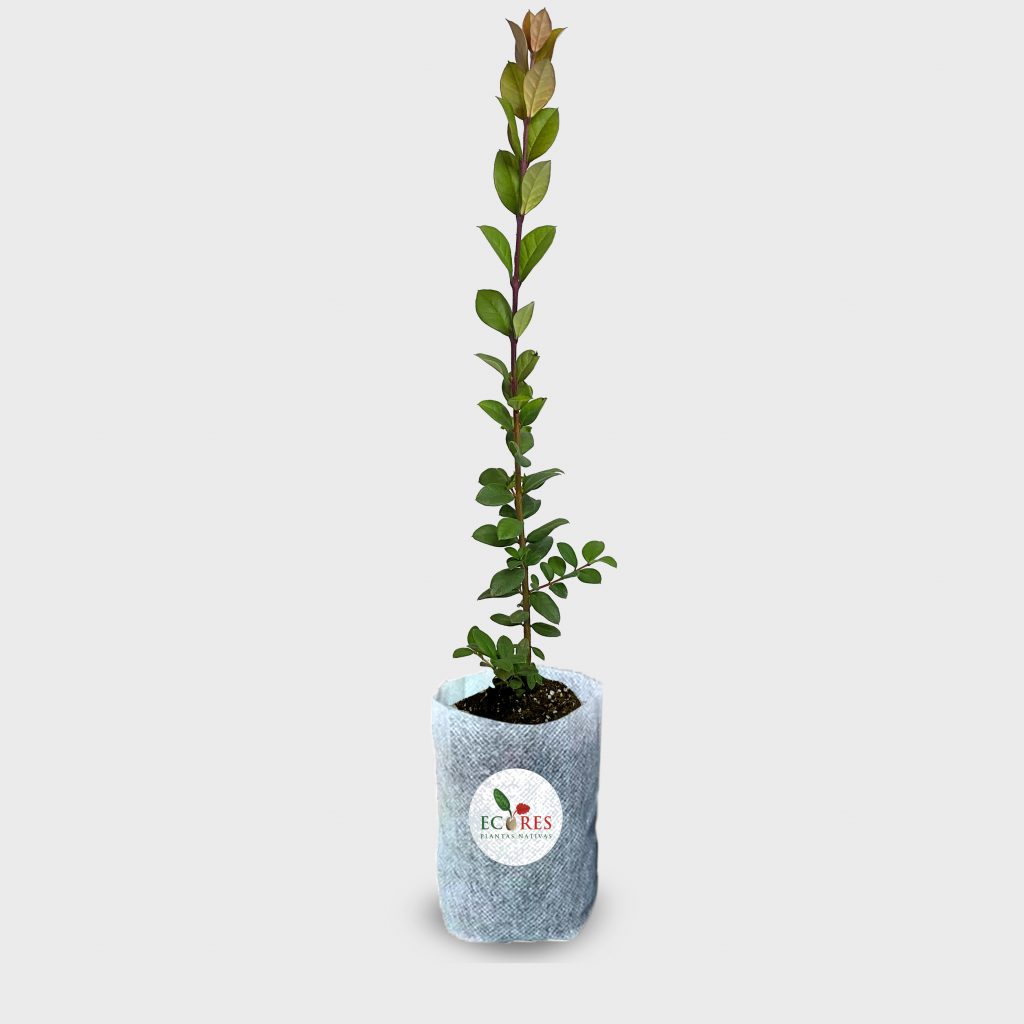 Arrayán – Vivero Ecores