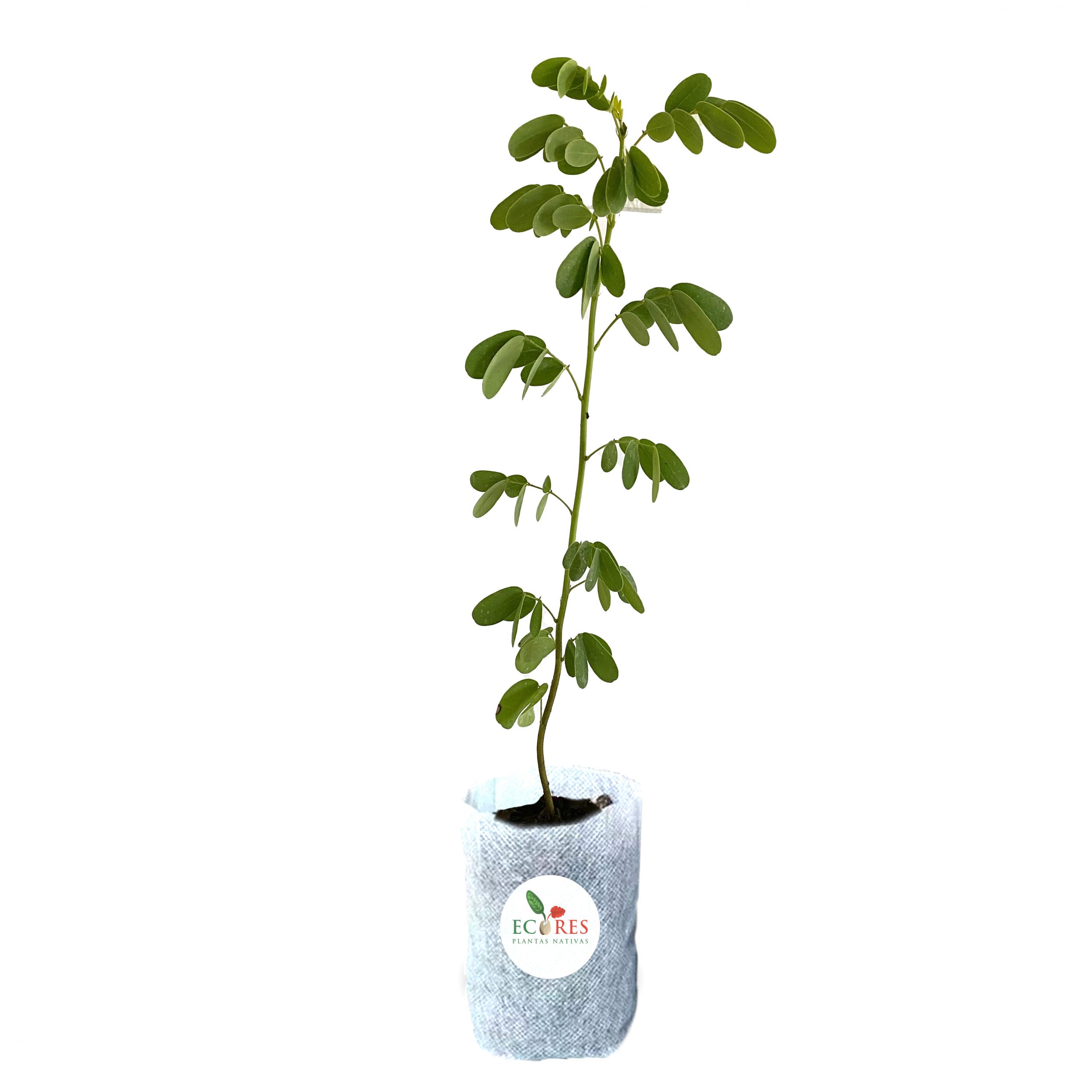 planta1