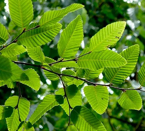 rauli